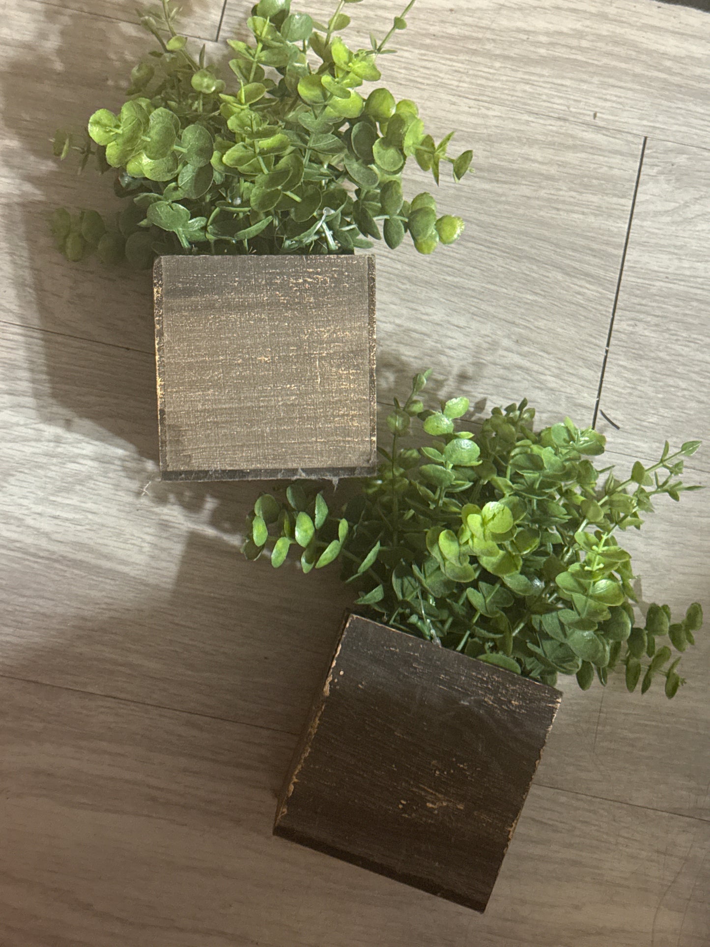 Plants