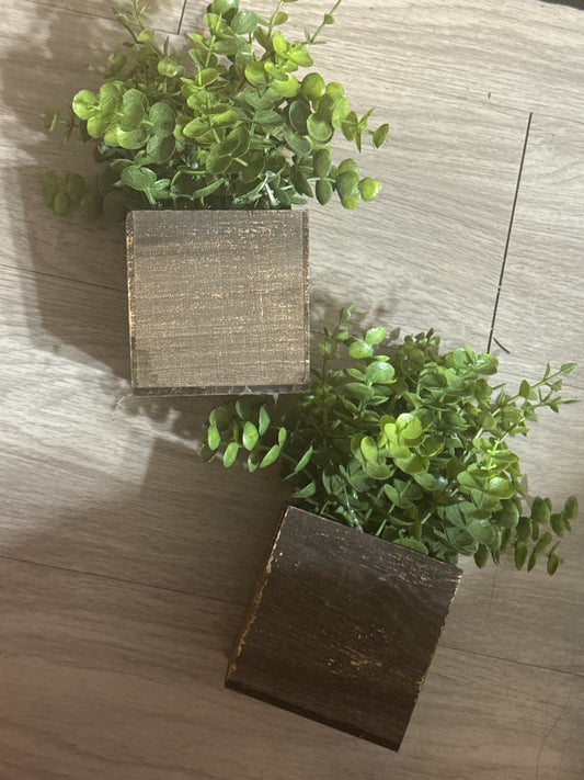 Plants